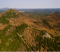 Dead trees in the southern hills killed by the mountain pine beetle.