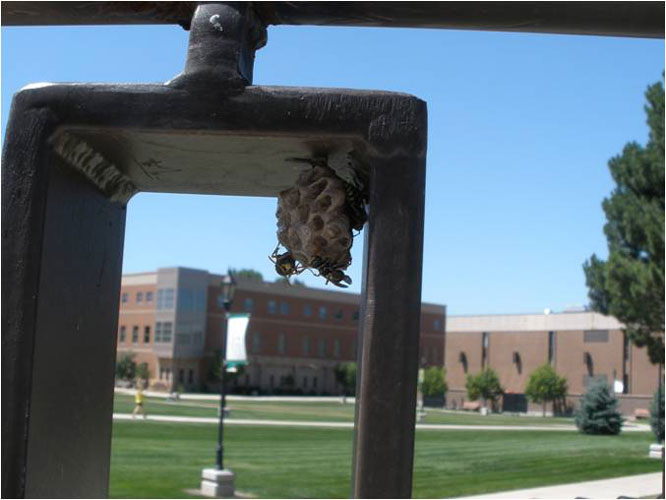 Polistes+dominula+wasps+nest+on+BHSU+campus.