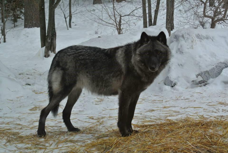 Audubon Center provides "A Look at Predatory Ecologya��