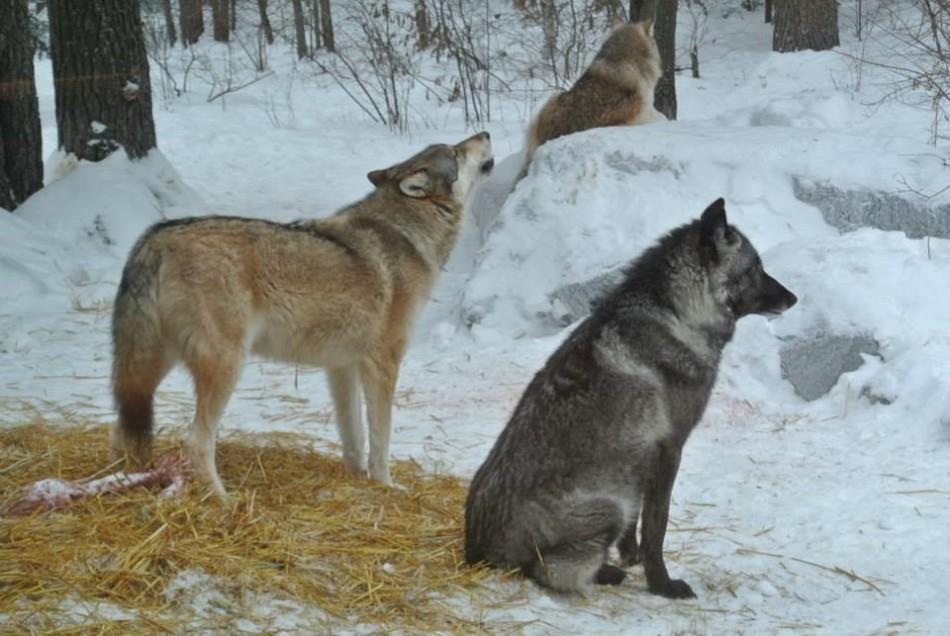 Audubon Center provides "A Look at Predatory Ecologya��