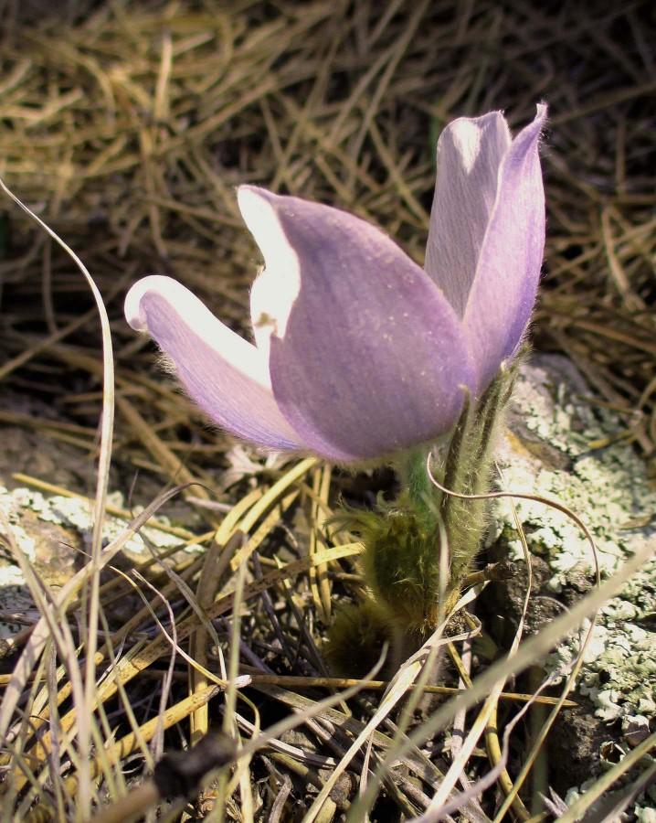 There were a few early blooming Pasque flowers making a showing on Easter Sunday as is typical. Look for a large spray of the state flower on the first real warm day this spring, just west of the Children’s Home on Old Rockerville Road. The steep slopes are like a hanging garden of the lovely purple flowers for a very short time each year. 