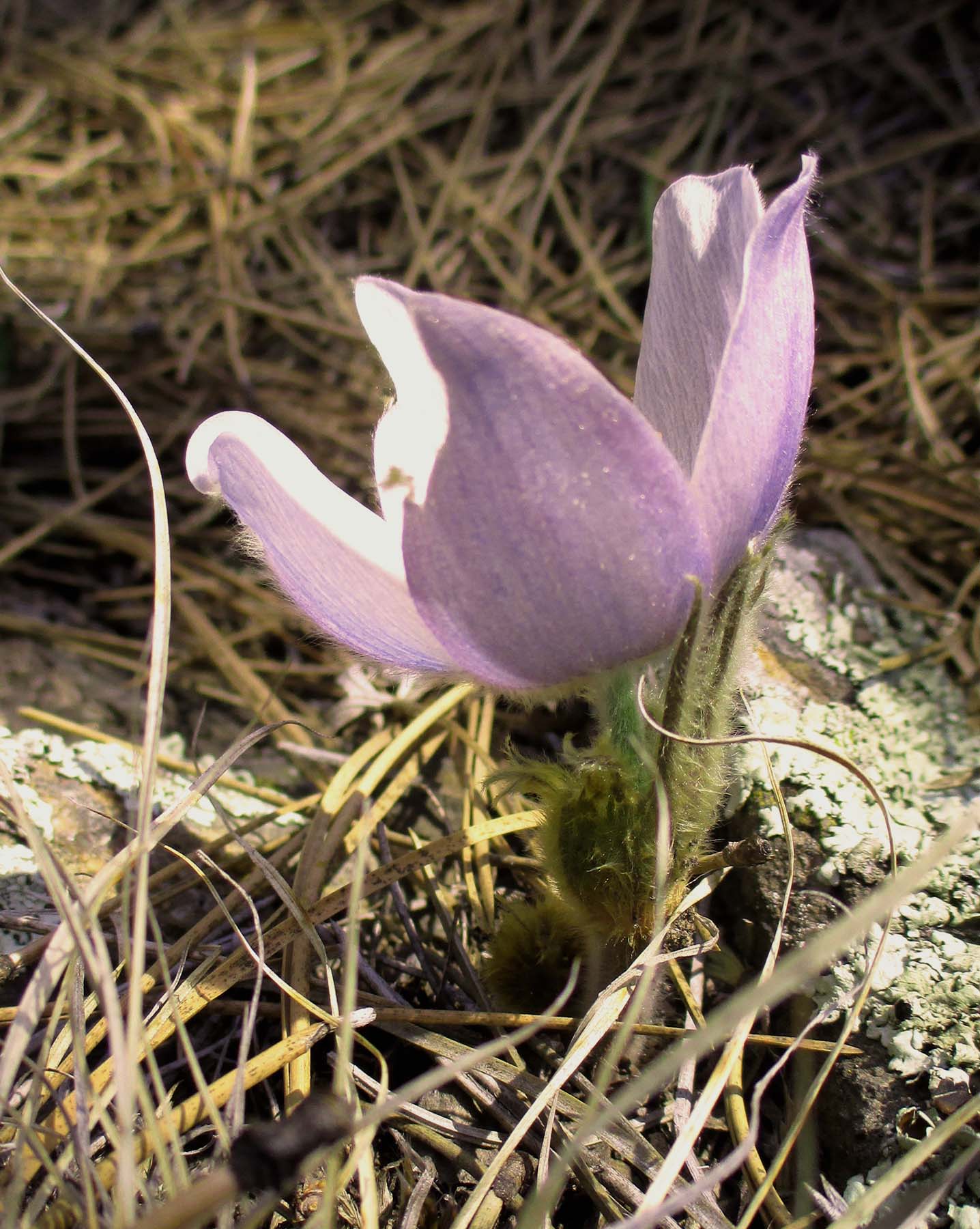 There were a few early blooming Pasque flowers making a showing on Easter Sunday as is typical. Look for a large spray of the state flower on the first real warm day this spring, just west of the Children’s Home on Old Rockerville Road. The steep slopes are like a hanging garden of the lovely purple flowers for a very short time each year.