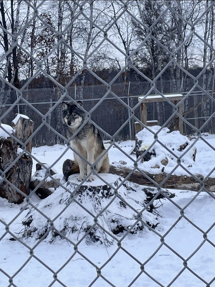 BHSU student shares wolf-tracking course experience
