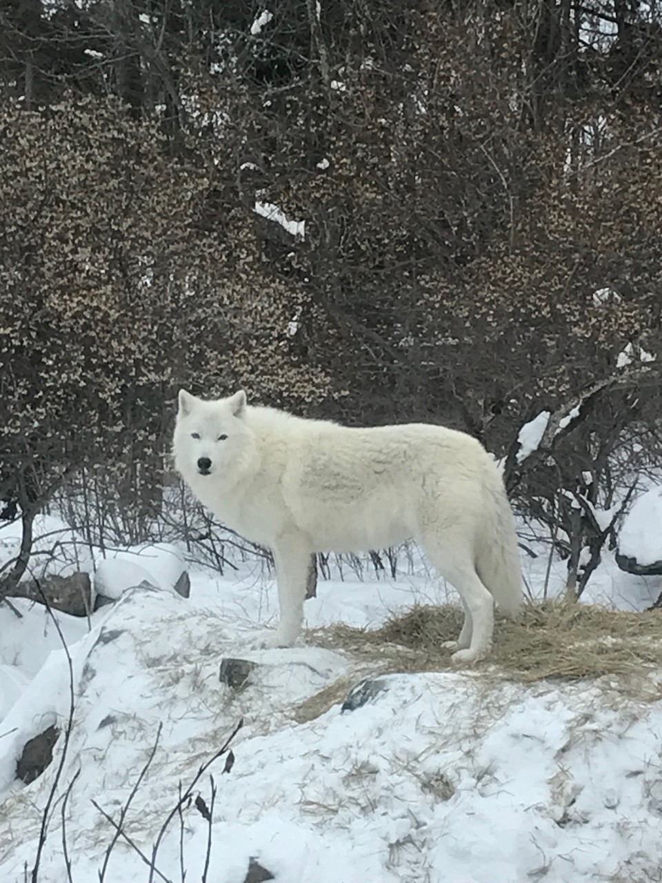 BHSU student shares wolf-tracking course experience