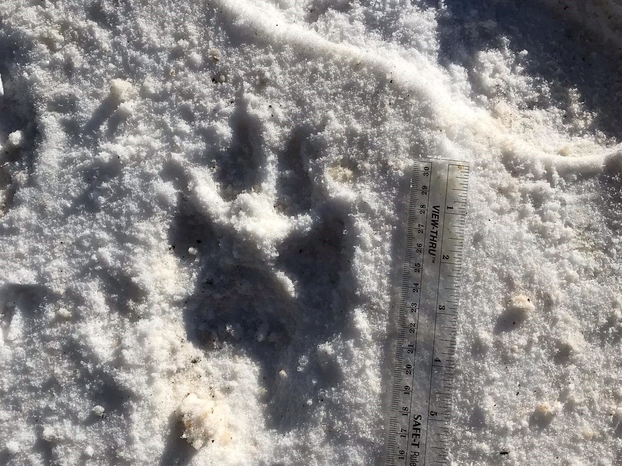 BHSU student shares wolf-tracking course experience