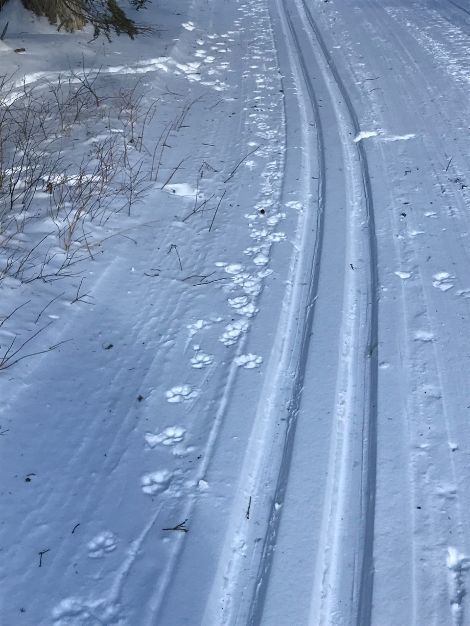 BHSU student shares wolf-tracking course experience