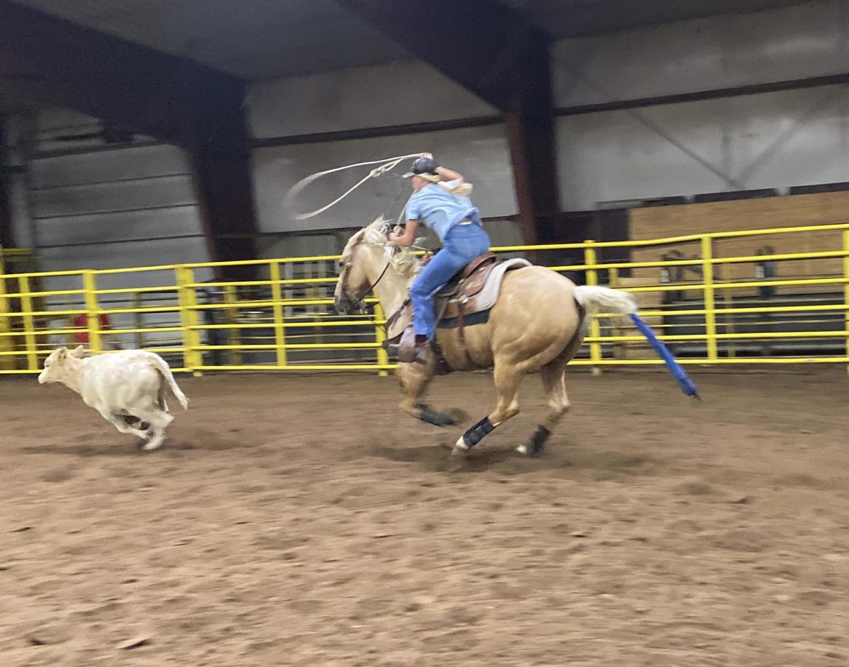 BHSU senior Haven Jones ropes a calf in practice.