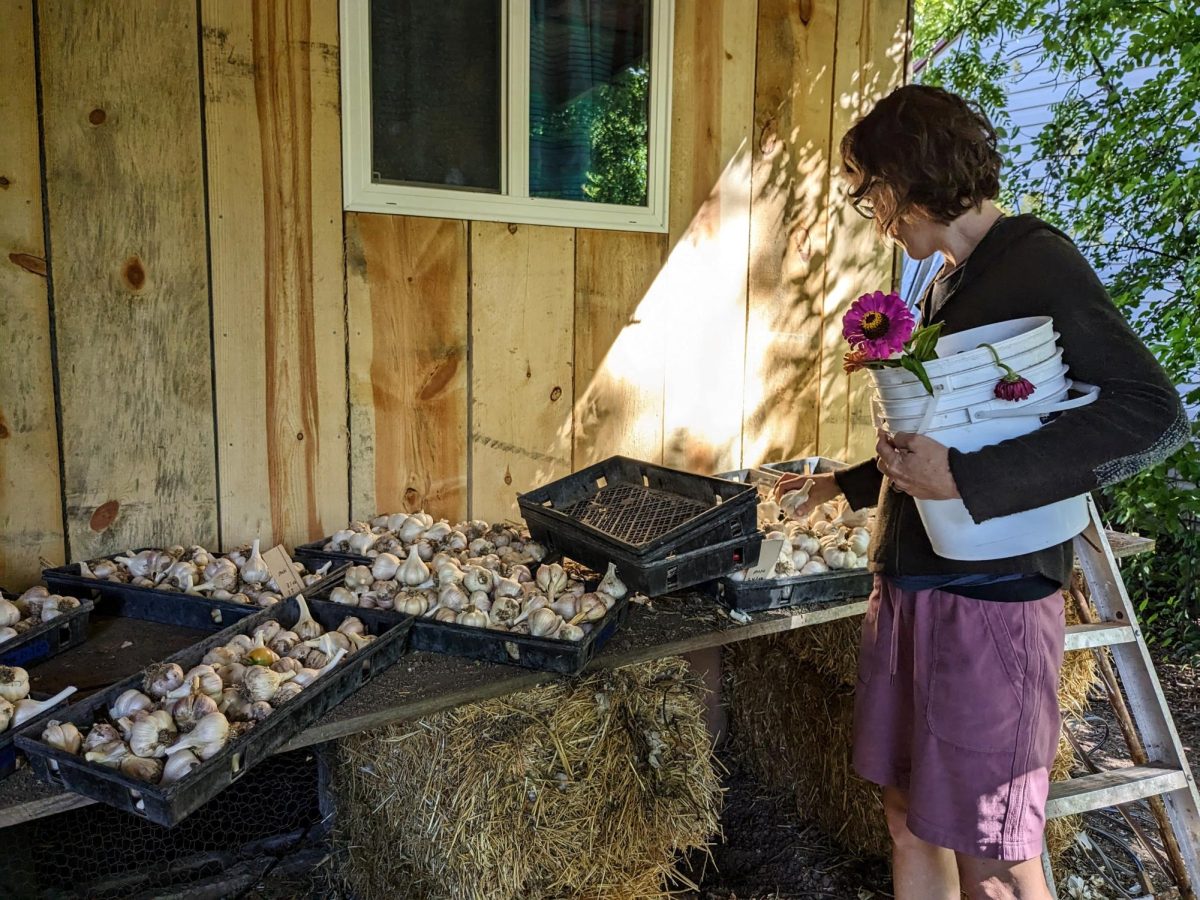 Trish Jenkins examines garlic cloves at Cycle Farm, a CSA started over 12 years ago