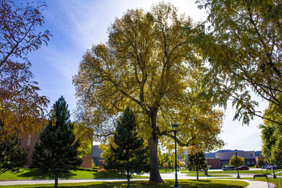 An ash tree identified for protection on the BHSU campus.
